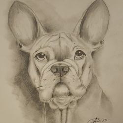 Pencil Portrait "French Bulldog"11x14"