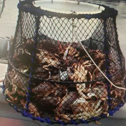 Crab Pots  Dungeness  Trap 