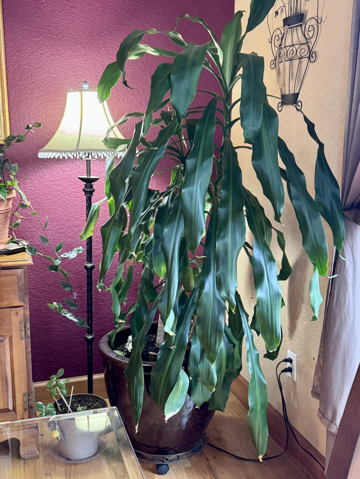 Indoor Corn Plant (Dracaena Fragrans)