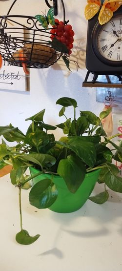 Plant