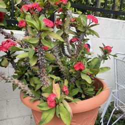 Crown Of Thorns Plant . 