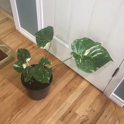 Plant