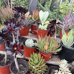 Variety Of Succulents Plants 