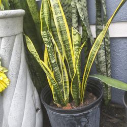 Snake plants $20 Each