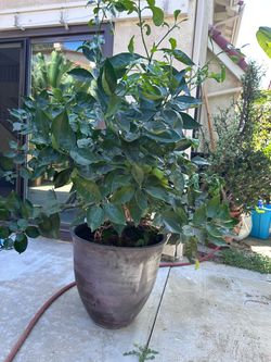 Orange tree