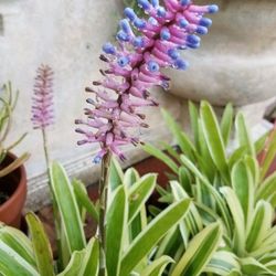 Beautiful Red Or Pink With Purple bromeliad one plant in one small pot $5 only. Picture for show only.