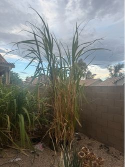 Sugar cane plants ready to transplant 24” containers.