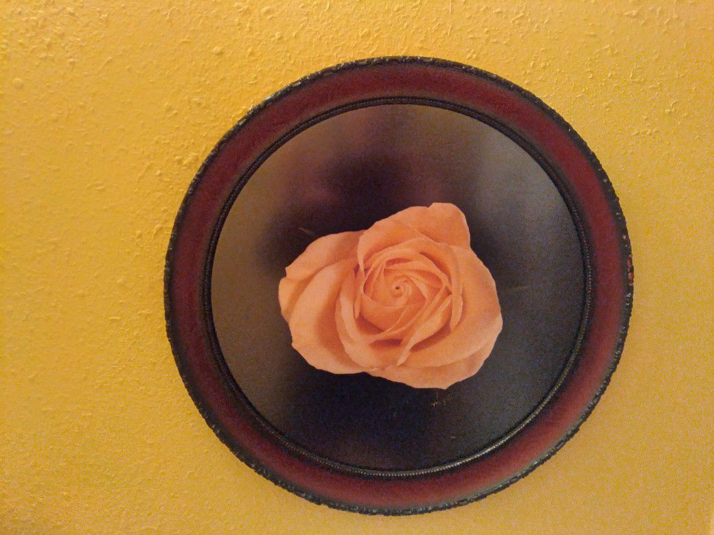 Yellow Rose framed photo.