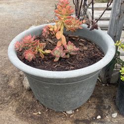 Succulent