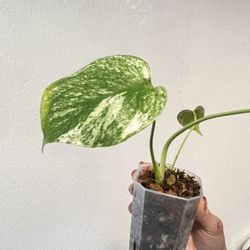 Monstera Deliciosa Mint