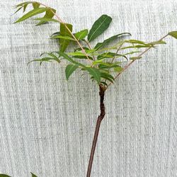 香椿树  Toona Toon Sinensis Mahogany XiangChun TREE, 1 -2 ft tall