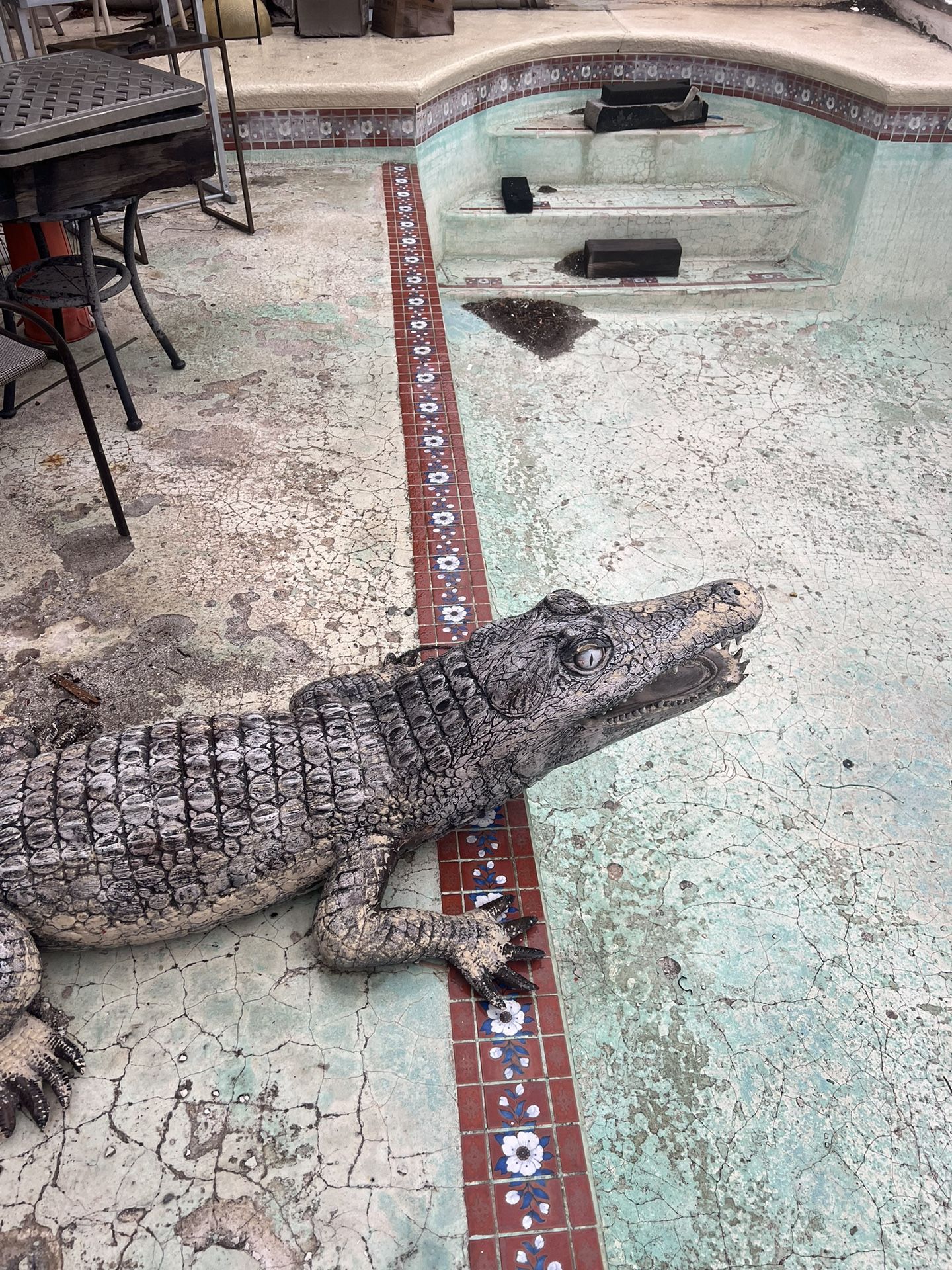Gator for Sale in Las Vegas, NV OfferUp