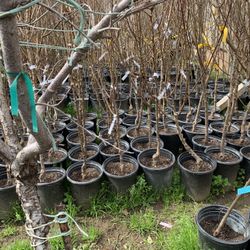 Fruit Trees Shade Trees Palm Trees Rose Trees Bougainvillea Shrubs Succulent 
