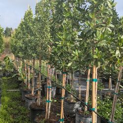 Green buttonwood silver buttonwood Japanese blueberry