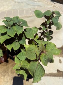 Organic Korean 🇰🇷perilla / shiso 韩国紫苏