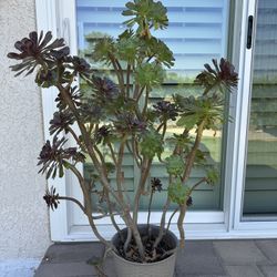 Aeonium Succulent