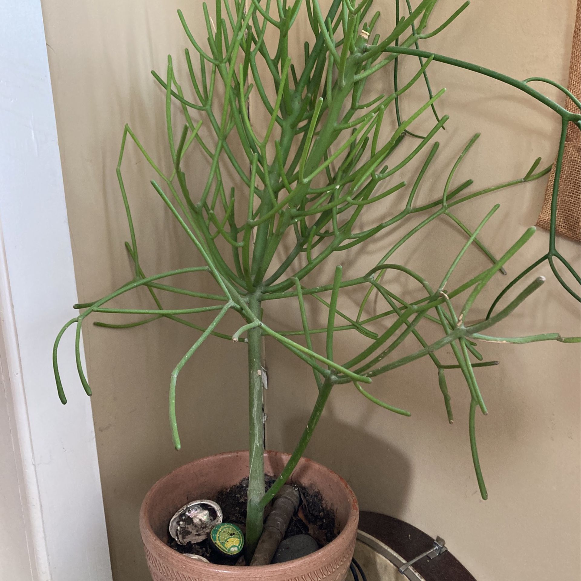Two Large Stick And Money Plant