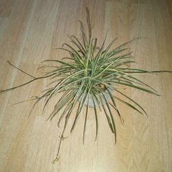 Spider Plant