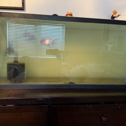 Fish Tank With 2 Oranda Fish For Sale 