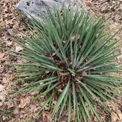 Yucca Flaccida