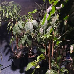 Indoor Plant Sale Tropical Trees Foliage Flowers 