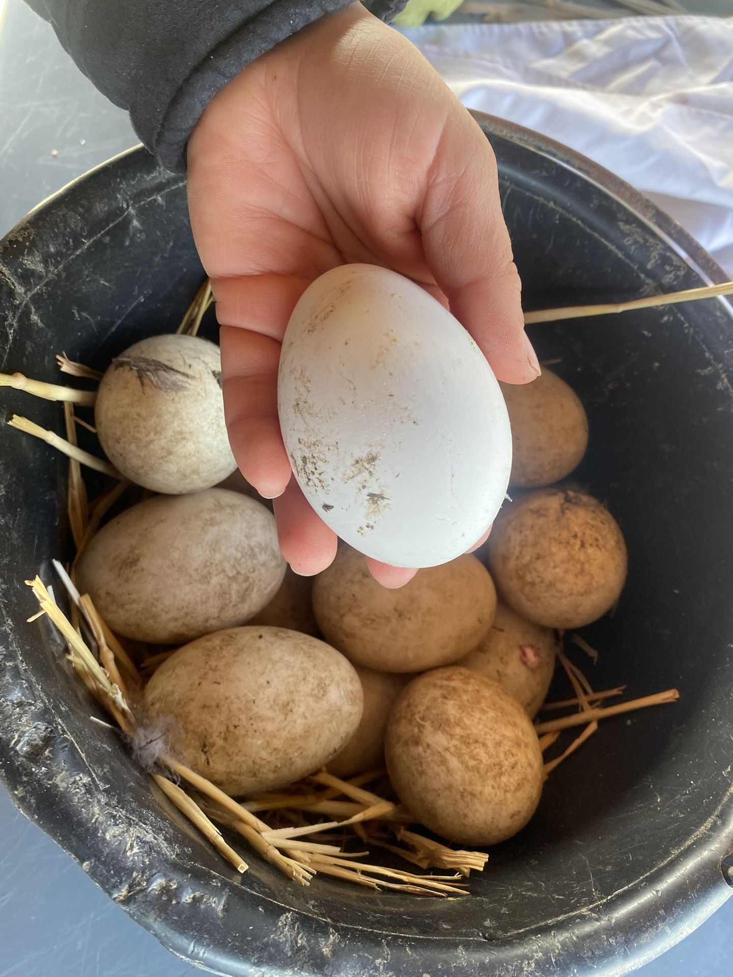 Goose 🪿 Eggs (fertilized)