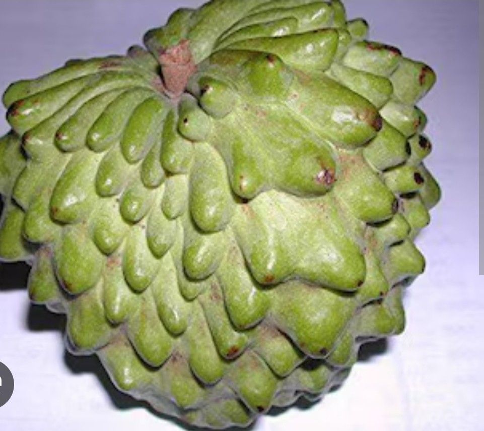 Gefner Atemoya Grafted Treee 3gal