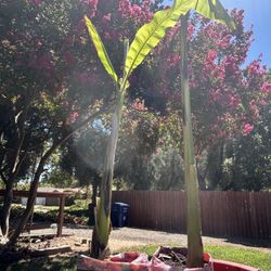 Ornamental Banana Trees