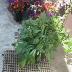 Large Snap Dragon Pink Potted Plant 