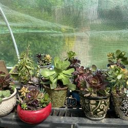 $15 Succulents 