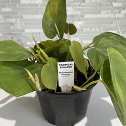 Philodendron Cordatum Tropical In 6 Inches Pot 