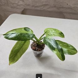 Philodendron Jose Buono 