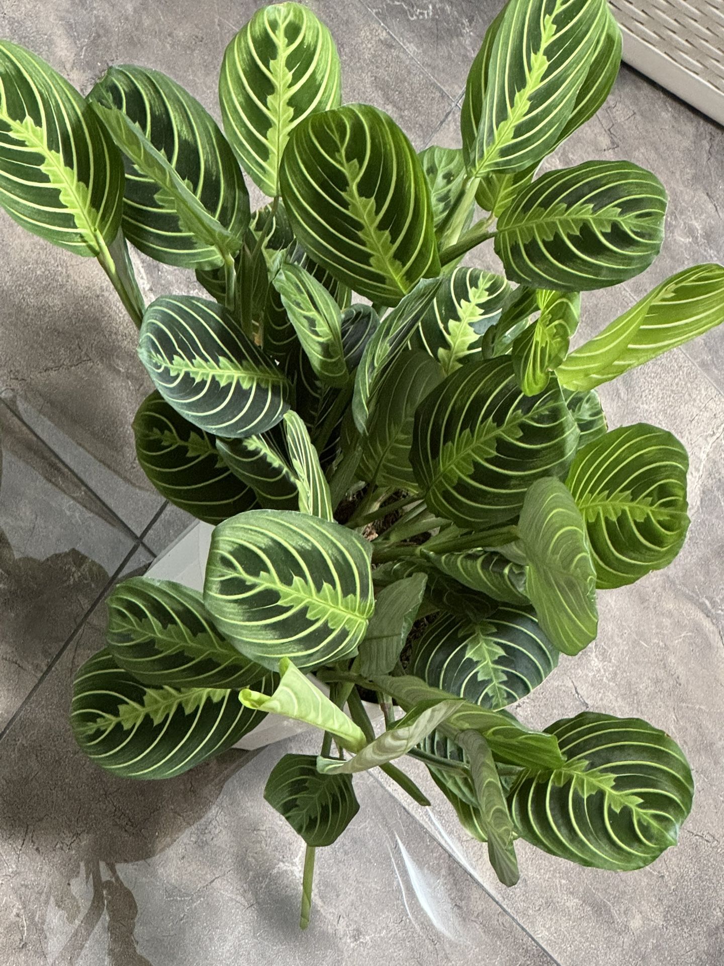 Lime Lemon Maranta Prayer Plant In 6” Pot