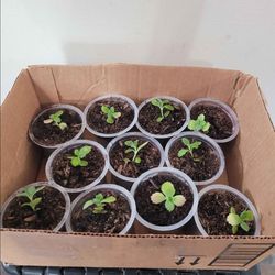 Bulk pack mother of thousands
