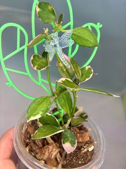 Hoya Lacunosa  Azami