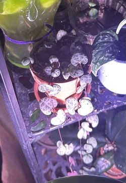 String Of Hearts $1 Per Node Cuttings