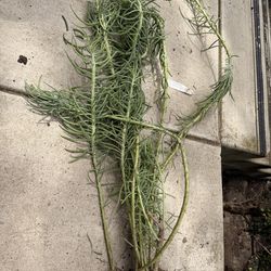 Blue pencil senecio vitalis succulent