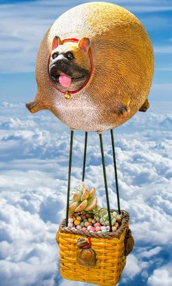 Adorable Rare Succulents Arrangements, French Bulldog Balloon