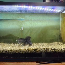 Fish Tank And Supplies For Sale