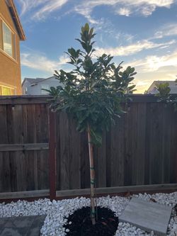 Premium 9ft Southern Magnolia Trees – Freshly Excavated & Burlapped (Lathrop)