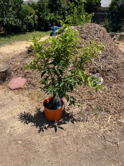 Clementine, Mandarin tree grafted 3 gallon