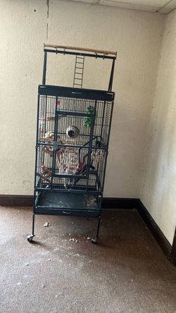 Bird Cage