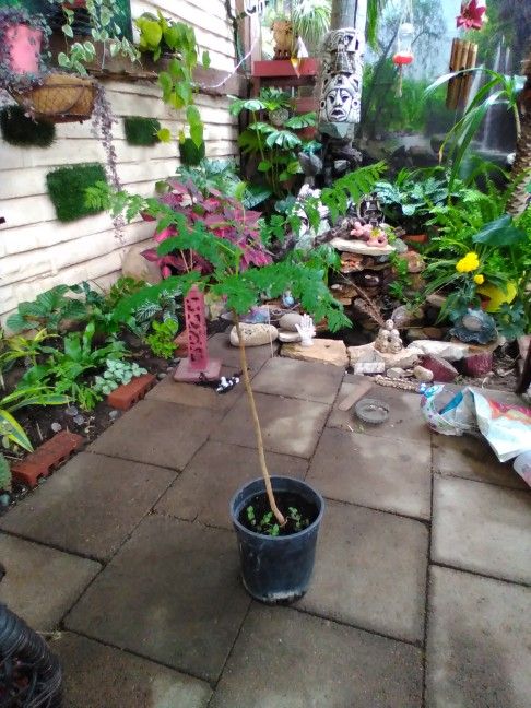 3 Ft Baby Jacaranda Tree.