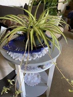 Spider Plant 