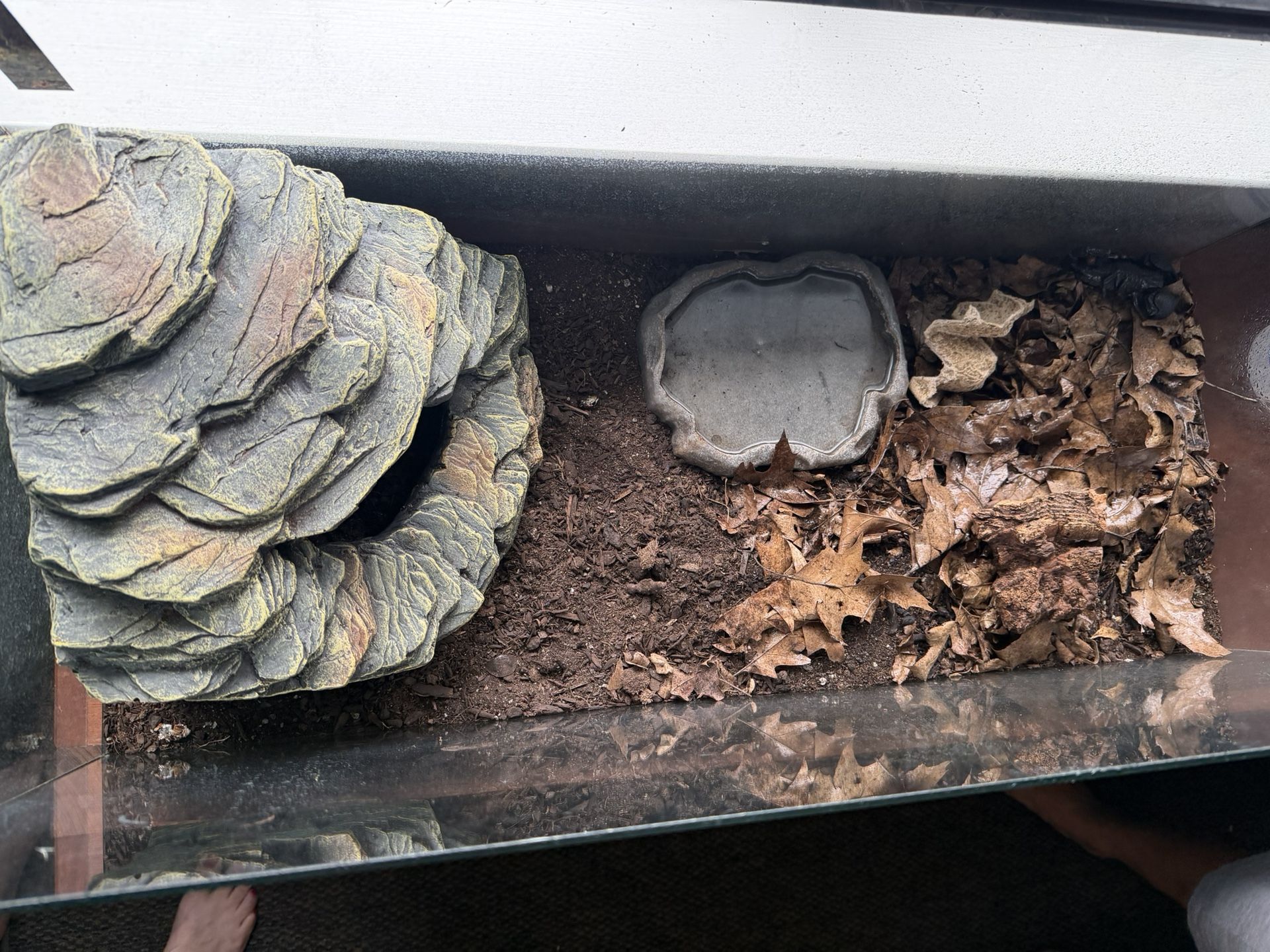 Complete Scorpion Tank