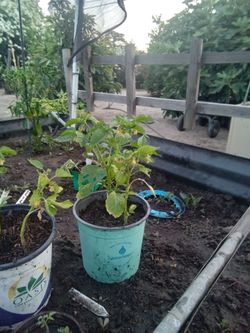 Tomatillo Plants 5 Dollars Each