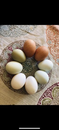 Fertilized Chicken Eggs Chicks For Hatching 🐣