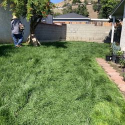 Installing Of Grass