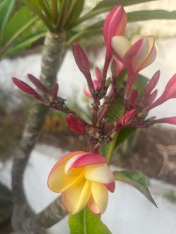 Large, Rooted Peach Shell Glow Plumeria