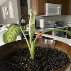 Dumb  Cane Plant 